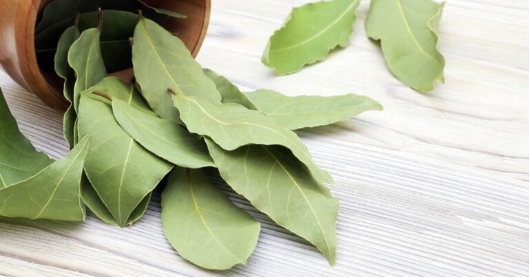 "Alloro in Frigorifero: Trucchi e Consigli per Sfruttare al Meglio Questa Pianta Aromatica"