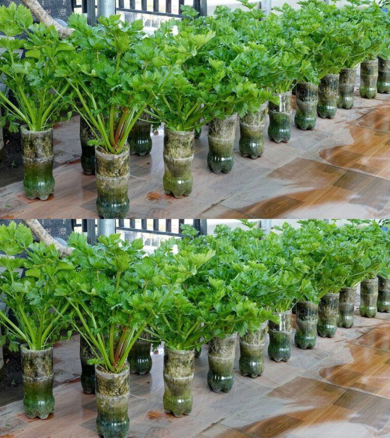 Come coltivare il prezzemolo a casa tutto l'anno: il segreto per un raccolto rigoglioso!