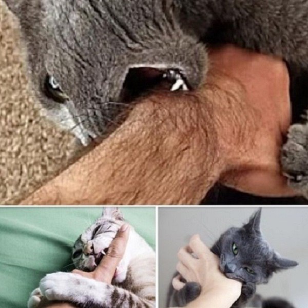 Se il tuo gatto ti morde, ecco cosa significa veramente. Non lo sapevo affatto e sono sorpreso...