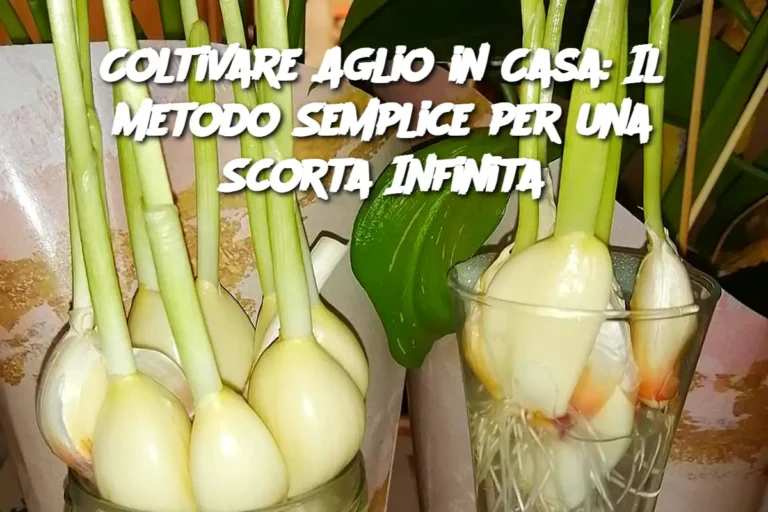Coltivare Aglio in Casa: Il Metodo Semplice per una Scorta Infinita