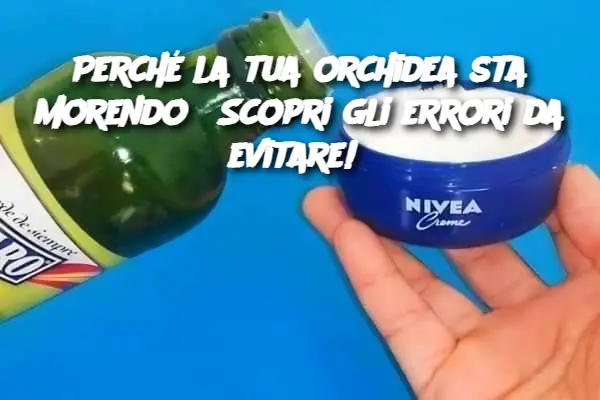 Perché la tua orchidea sta morendo? Scopri gli errori da evitare! 