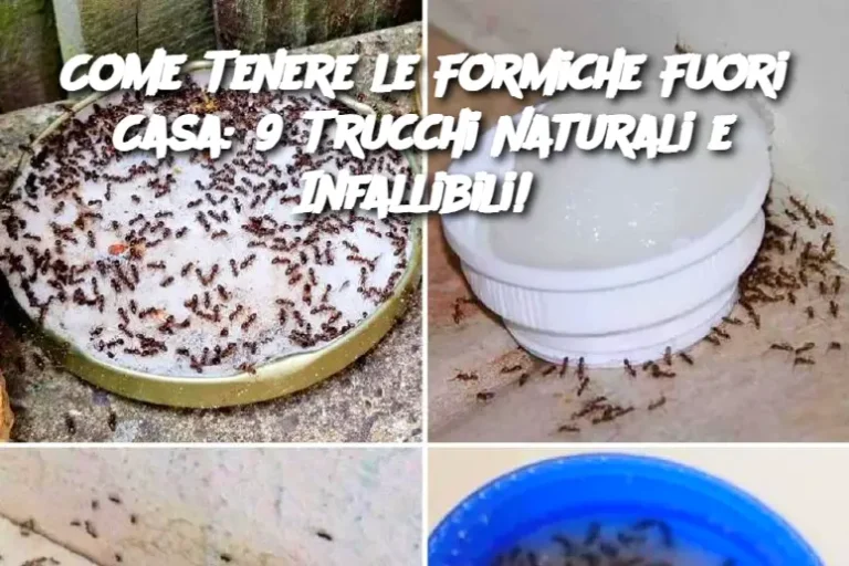 Come Tenere le Formiche Fuori Casa: 9 Trucchi Naturali e Infallibili! 
