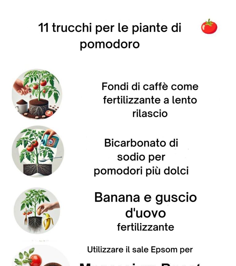 11 trucchi per le piante di pomodoro