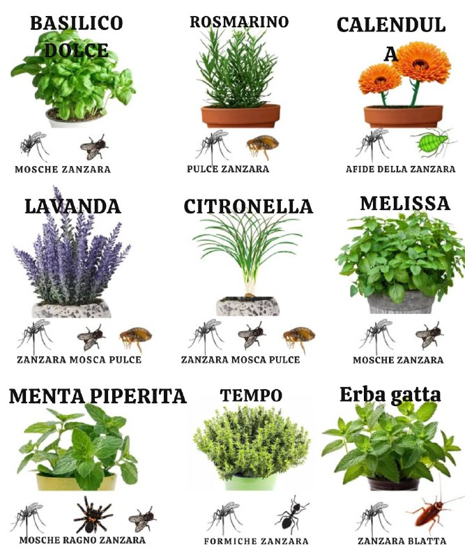 Scopri le 11 piante naturali per difendere il tuo giardino dagli insetti nocivi! 