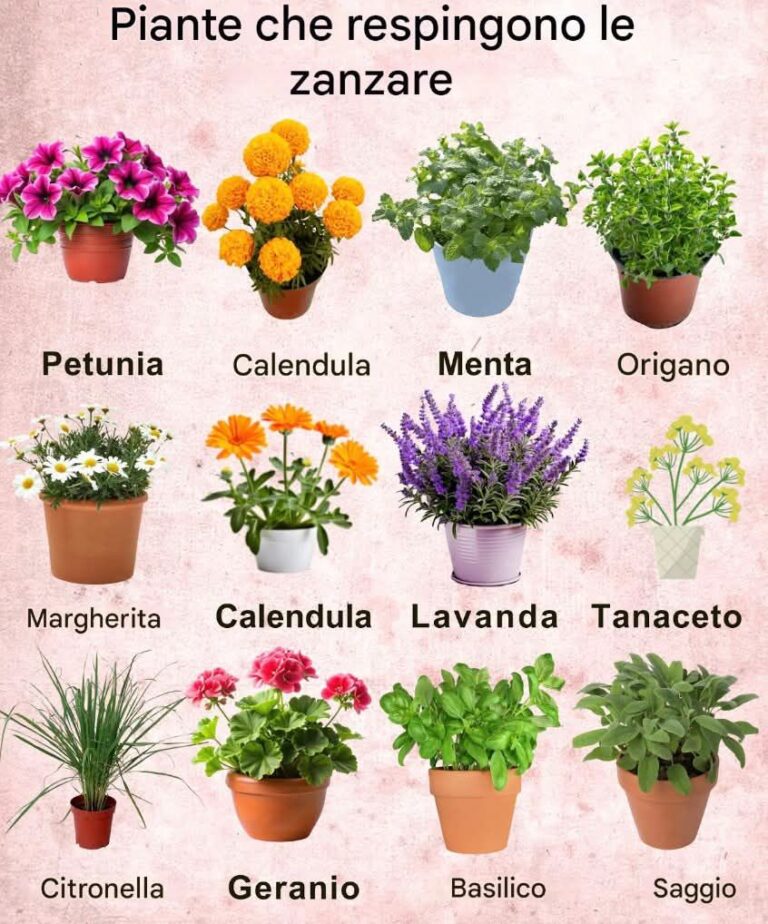 "Le Piante Repellenti per Zanzare: Una Soluzione Naturale e Profumata"