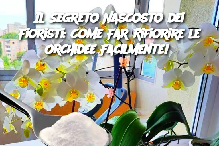 Il Segreto Nascosto dei Fioristi: Come Far Rifiorire le Orchidee Facilmente! 