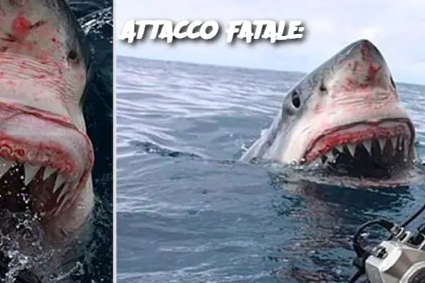 Attacco Fatale: Il Fotografo e l’Incontro Mortale con un Grande Squalo Bianco