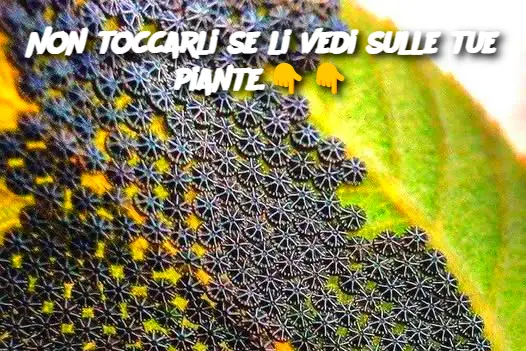 Non toccarli se li vedi sulle tue piante.