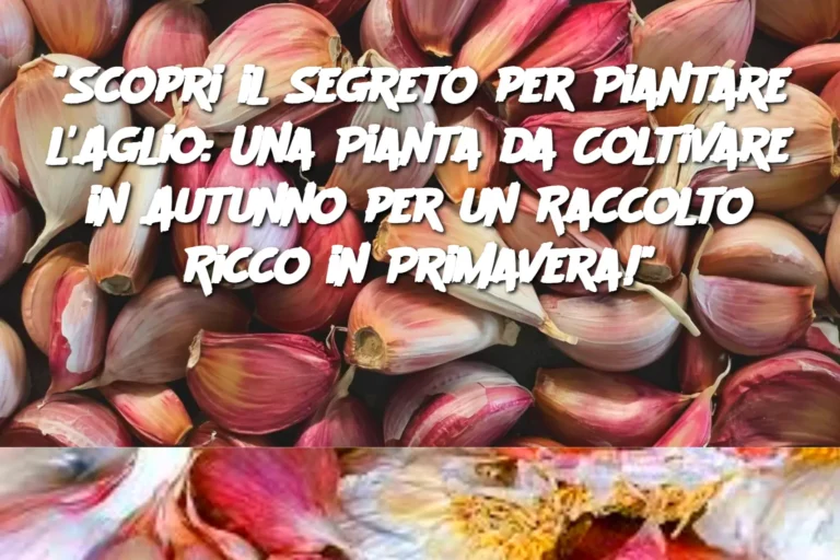 "Scopri il Segreto per Piantare l'Aglio: Una Pianta da Coltivare in Autunno per un Raccolto Ricco in Primavera!"
