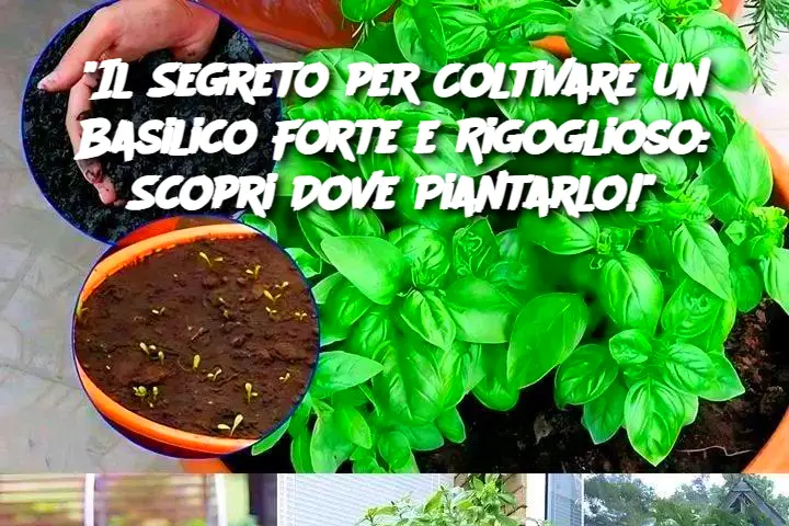 "Il Segreto per Coltivare un Basilico Forte e Rigoglioso: Scopri Dove Piantarlo!"