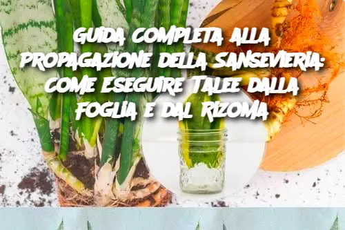Guida Completa alla Propagazione della Sansevieria: Come Eseguire Talee dalla Foglia e dal Rizoma