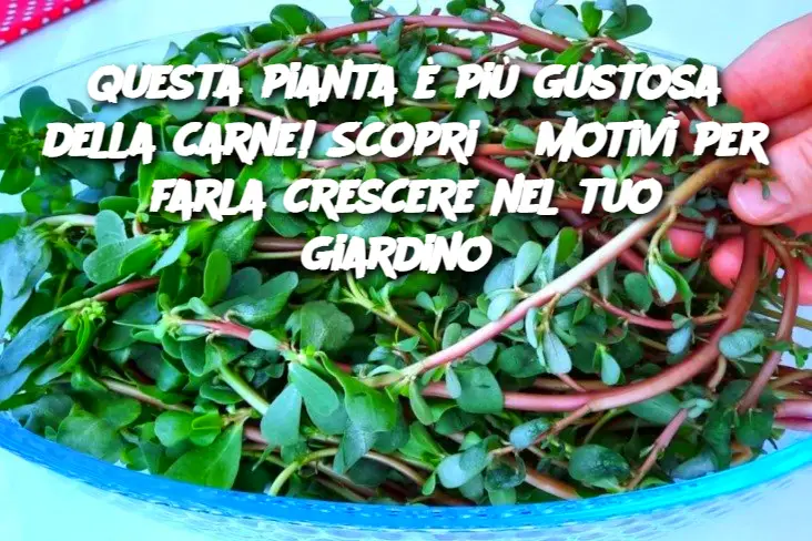 Questa pianta è più gustosa della carne! Scopri 8 motivi per farla crescere nel tuo giardino 