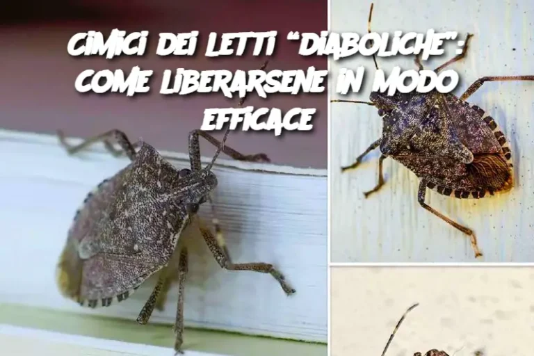 Cimici dei letti “diaboliche”: come liberarsene in modo efficace?
