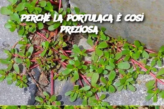Perché la portulaca è così preziosa?