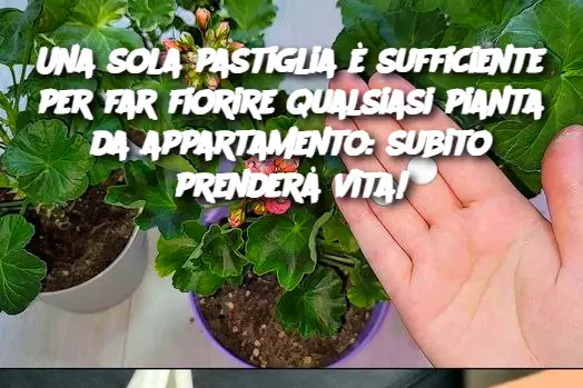 Una sola pastiglia è sufficiente per far fiorire qualsiasi pianta da appartamento: subito prenderà vita!