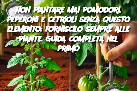 Non piantare mai pomodori, peperoni e cetrioli senza questo elemento: forniscilo sempre alle piante. Guida completa nel primo