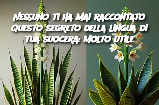 Nessuno ti ha mai raccontato questo segreto della lingua di tua suocera: molto utile