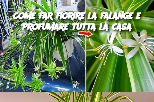 Come far fiorire la falange e profumare tutta la casa