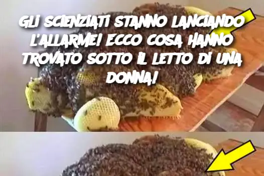 Gli scienziati stanno lanciando l'allarme! Ecco cosa hanno trovato sotto il letto di una donna!