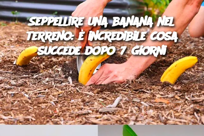 Seppellire una banana nel terreno: è incredibile cosa succede dopo 7 giorni