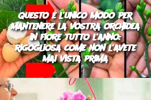 Questo è l'unico modo per mantenere la vostra orchidea in fiore tutto l'anno: rigogliosa come non l'avete mai vista prima
