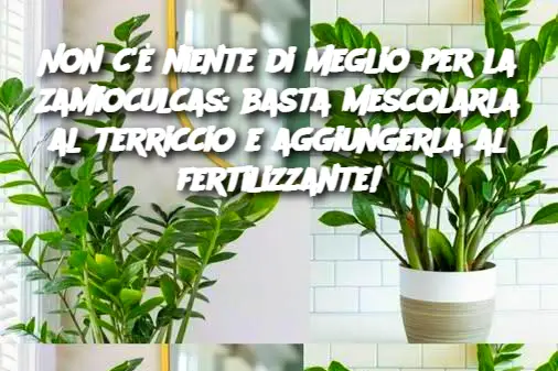 Non c'è niente di meglio per la Zamioculcas: basta mescolarla al terriccio e aggiungerla al fertilizzante!