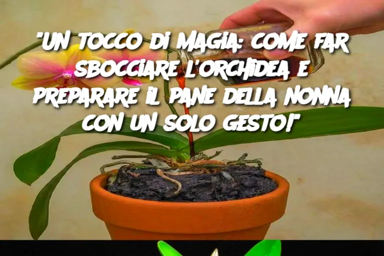 "Un tocco di magia: come far sbocciare l'orchidea e preparare il pane della nonna con un solo gesto!"