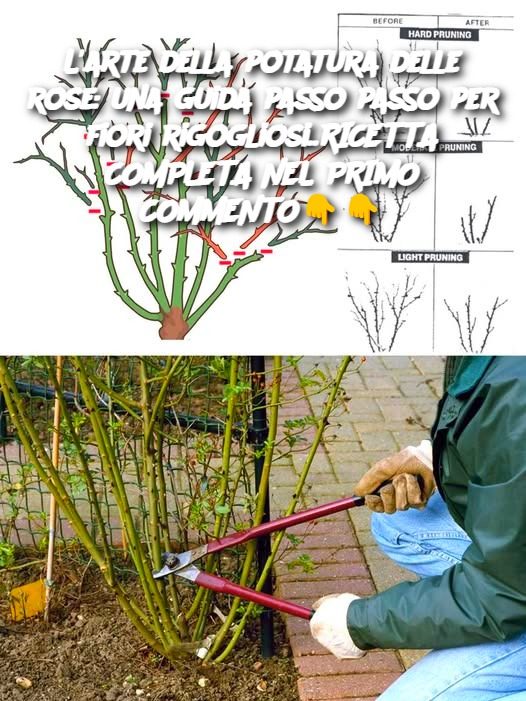 L'arte della potatura delle rose: una guida passo passo per fiori rigogliosi..RICETTA COMPLETA NEL PRIMO COMMENTO