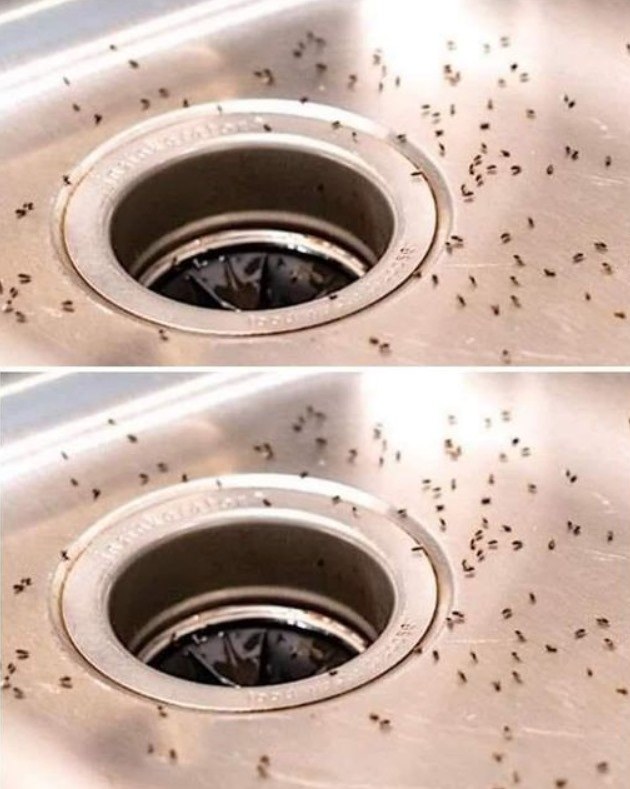 "7 Rimedi Naturali e Sicuri per Eliminare i Moscerini dalla Cucina: Soluzioni Fai-da-Te!"