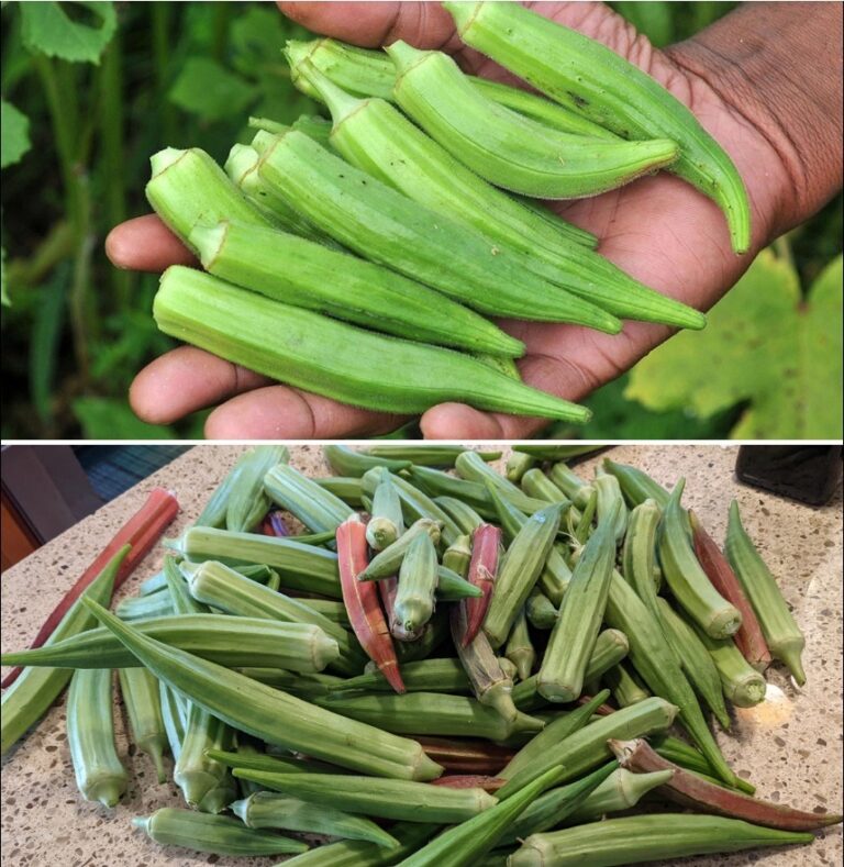 Lo conosci? Sai come si chiama? Questo ortaggio previene il diabete, le malattie dei reni e l'asma, eppure lo conoscono in pochi. Ecco come si mangia