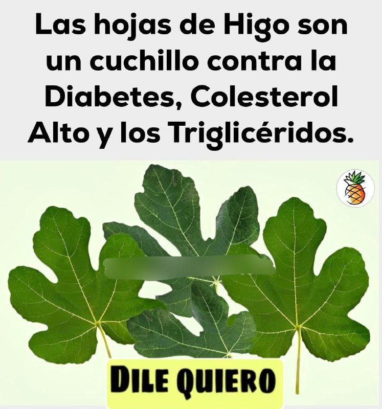 Foglie di Fico: Il Rimedio Naturale che Non Ti Aspetti per Trigliceridi, Diabete e Colesterolo