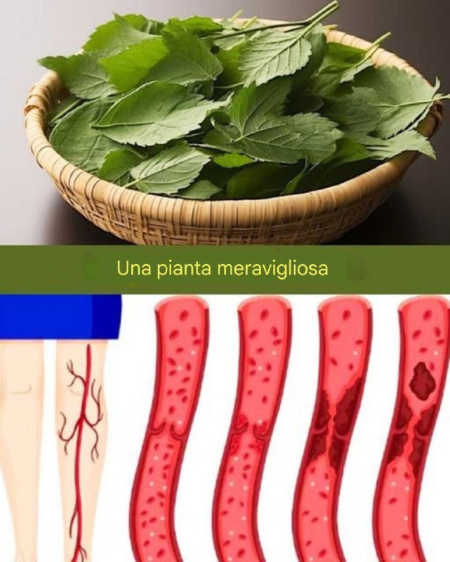 Una foglia che abbassa il diabete, la pressione sanguigna, elimina i dolori muscolari, abbassa il colesterolo e migliora la circolazione sanguigna