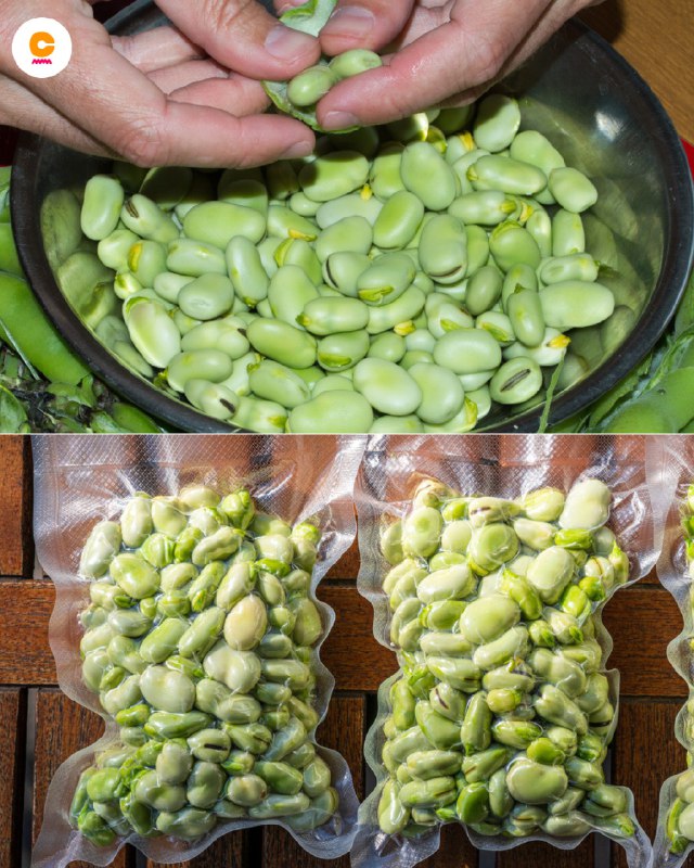 "Fave Fresche Tutto l’Anno: Il Segreto per una Conservazione Perfetta"