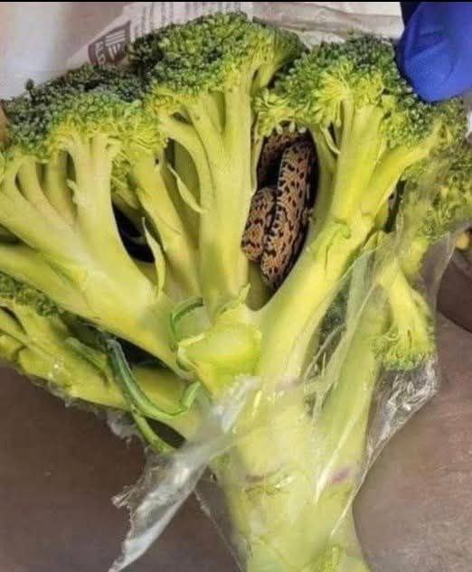 "Broccoli con sorpresa: da un incontro inaspettato a una ricetta irresistibile"