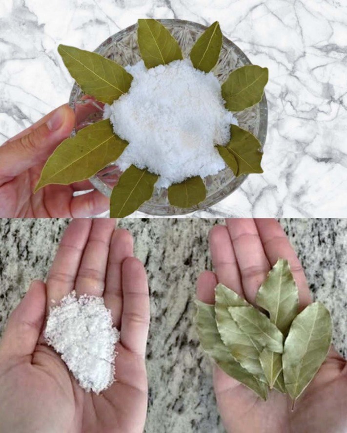 "Foglie di Alloro sotto Sale: Il Segreto della Nonna per Avere Profumo e Salute Tutto l’Anno"