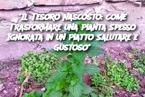 "Il Tesoro Nascosto: Come Trasformare una Pianta Spesso Ignorata in un Piatto Salutare e Gustoso"