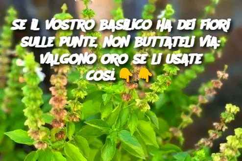 Se il vostro basilico ha dei fiori sulle punte, non buttateli via: valgono oro se li usate così.