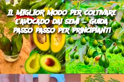 Il MIGLIOR modo per coltivare l'avocado dai semi — Guida passo passo per principianti
