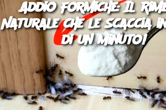 Addio Formiche: Il Rimedio Naturale che le Scaccia in Meno di un Minuto!