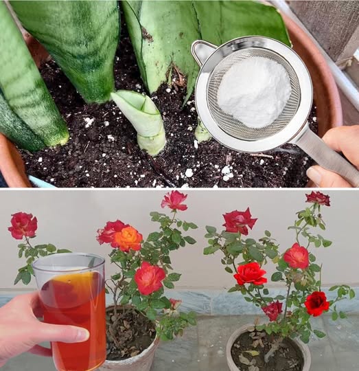 12 consigli per far fiorire le tue piante in pochi giorni