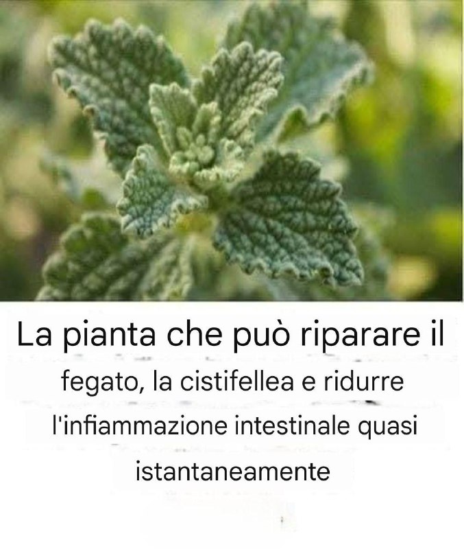 Questa pianta ha la capacità di curare molte malattie.