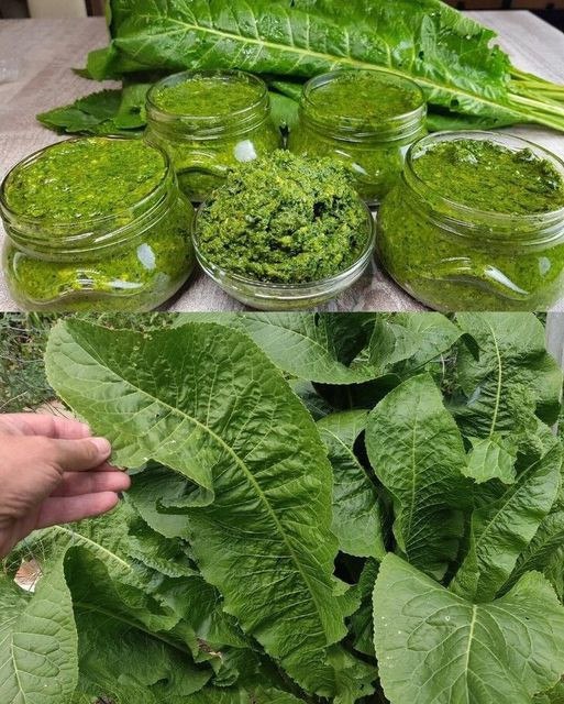 Foglie di Rafano: Il Superfood Dimenticato che Trasforma la Tua Cucina e Rafforza la Tua Salute