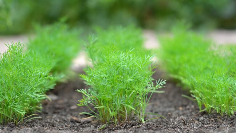Aneto in 3 giorni? Il metodo della nonna che i giardinieri nascondono al mondo