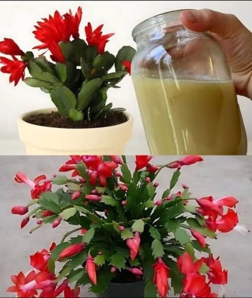 Fioritura Miracolosa: Il Tuo Cactus di Natale Rifiorirà con Questo Elisir Naturale!”