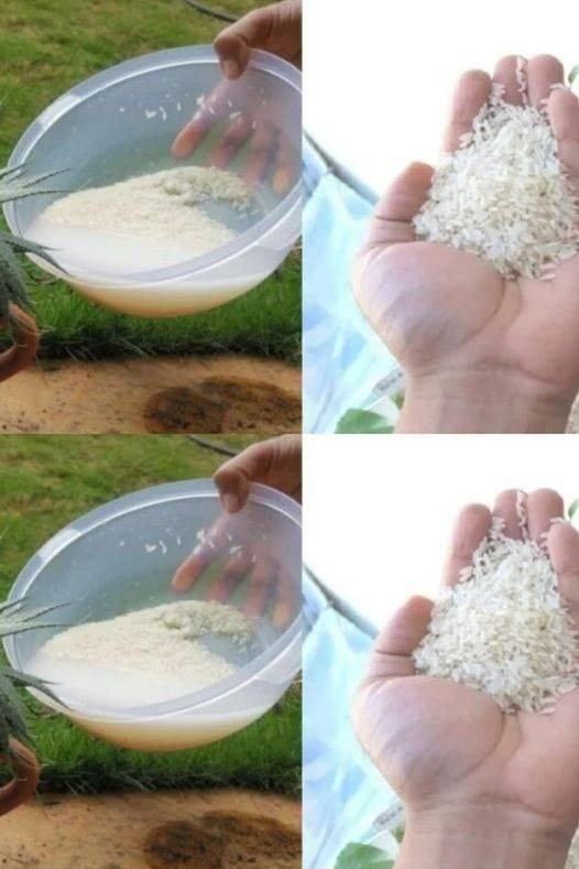 "Miracolo Verde: Il Fertilizzante Naturale che Trasforma le Tue Piante in Pochi Giorni"