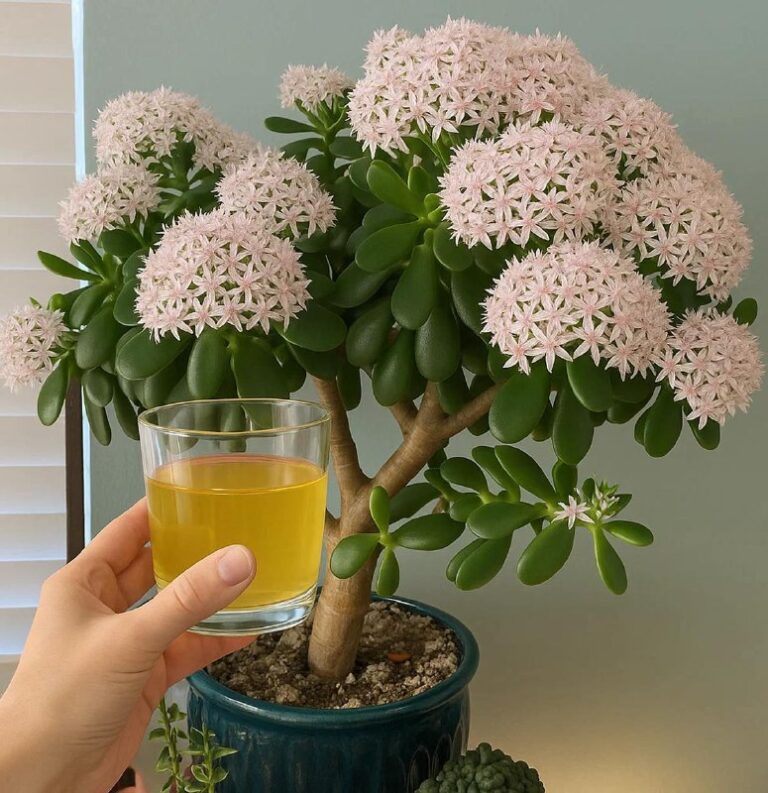 Il Segreto Naturale per Far Fiorire l'Albero di Giada: Un Profumo di Vaniglia direttamente dal Terriccio