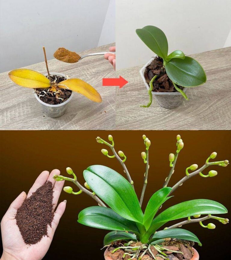 Basta un cucchiaino e all'improvviso l'orchidea sboccia miracolosamente con tanti fiori.