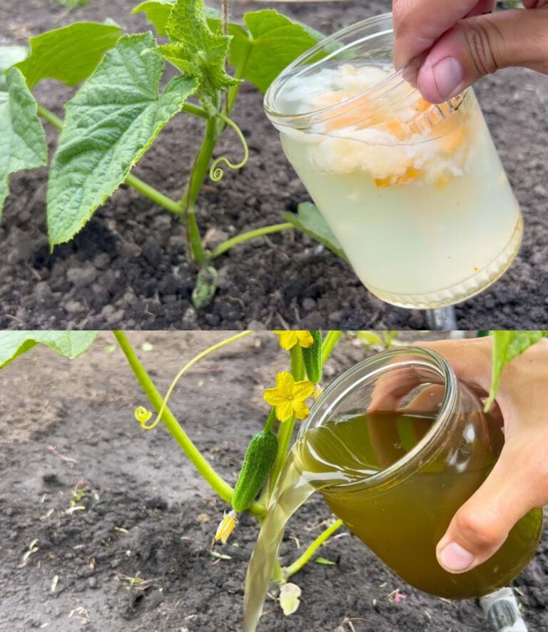 "Il Segreto Naturale per Cetrioli Giganti: L’Elisir che Cambierà il Tuo Orto!"