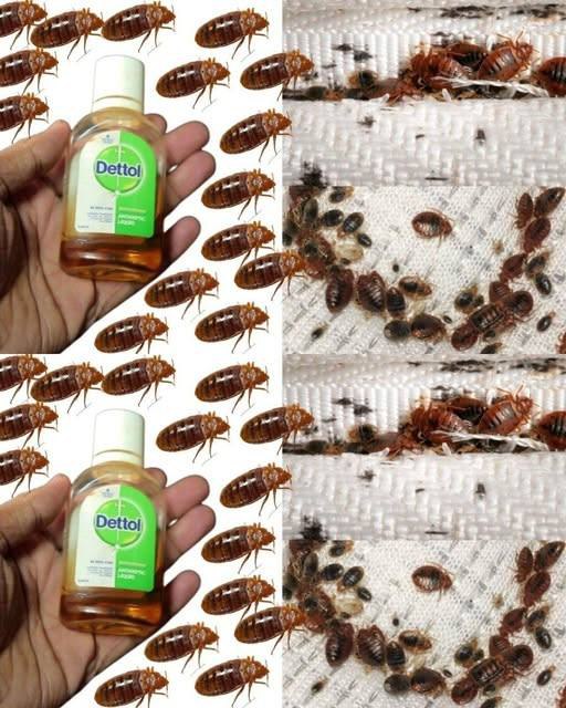 Come sbarazzarsi delle cimici dei letti in 2 minuti
