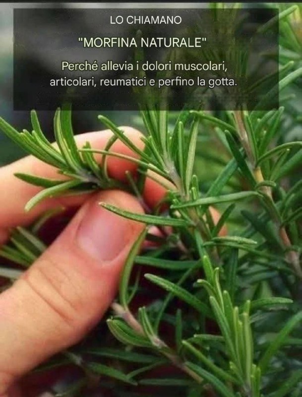 Come coltivare abbondantemente il rosmarino in casa.